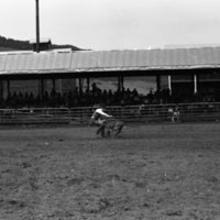 1981 Rodeo, Calf Roping 05