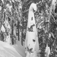 Mt. Rainier, Snow Hike 4