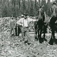 Maxville, Logging 2