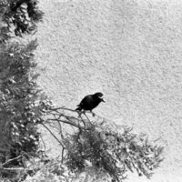 1977 Birds, Migratory 07
