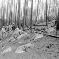 1987 Field Trip, Forest 13