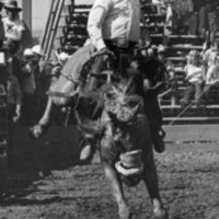 80's Rodeo, Bronco Riding 7
