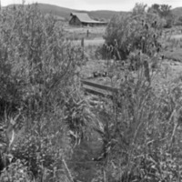 Cove, Homestead