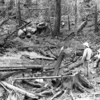 1987 Field Trip, Forest 21