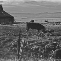 1985 Agriculture, Ranch 10