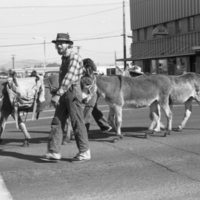 1981 Homecoming Parade, Donkeys 02