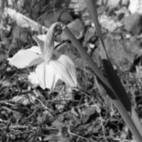 1985 Daffodils 06