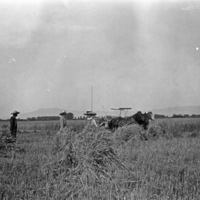 Farm, Binder Operation 2