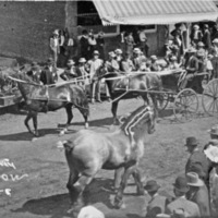 Union County Horse Show 1