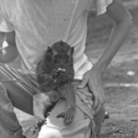A monkey, named Jocko, sitting in the lap of a squatting young man. The monkey is eating something while looking toward the camera.