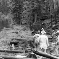 1987 Field Trip, Forest 23