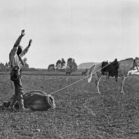 Union Stock Show
