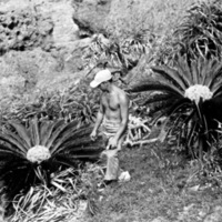 Ie Shima, Tree Ferns