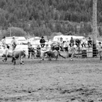 1983 Springfest, Rodeo, Cow Milking 03