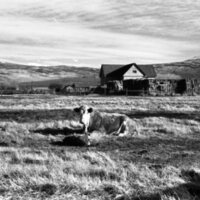 1978 OSU Union Experimental Field Station, Livestock 02