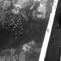 Biak, Tiny Fish