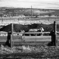 1978 OSU Union Experimental Field Station, Livestock 13