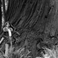1980 Redwoods 01
