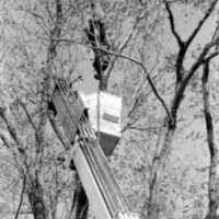 1988 Employee, Tree Trimming 07