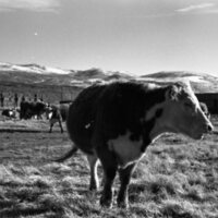1978 OSU Union Experimental Field Station, Livestock 10