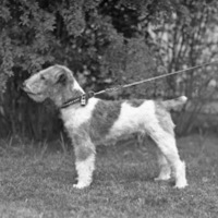 Reuter, Dog