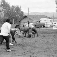 1983 Springfest, Rodeo, Cow Milking 05