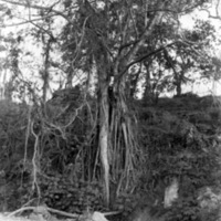 Dobodura Jungle Vines 2