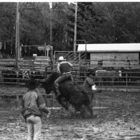 1991 Eastern Rodeo, Bull Riding 09