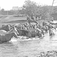 GRV, Horses