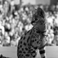 1985 Ackerman Elementary School, Safari 08
