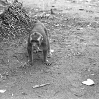 A monkey, named Jocko, squatting on the ground with all four limbs.