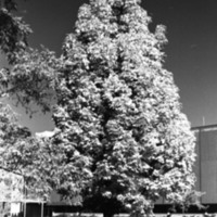 1977 Campus Tree 3