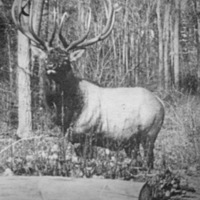 Oregon, Elk