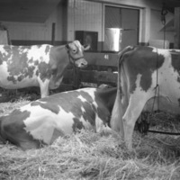 California, Stock Show 7