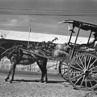 Binmaley Locals, Horse Cart 2