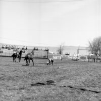 1970 Rodeo, Calf Roping 06