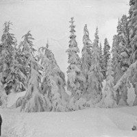 Mt. Rainier, Snow Hike 1