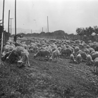 La Grande Farm, Cows