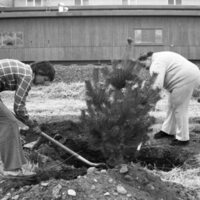 1985 Soroptimist Tree Plantings 10