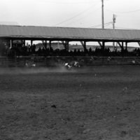 1981 Rodeo, Bulldogging 03