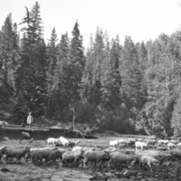 Flock of Sheep 2