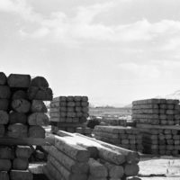1980 Log Plant 20