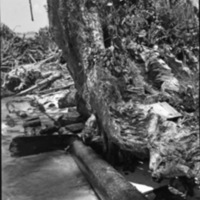 Old Wooden Mast