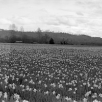 Farm, Daffodils 3
