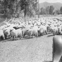 Imnaha, Flock of Sheep 2