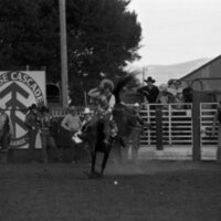 1979 Rodeo, Bronco Riding 02