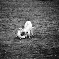1978 Rodeo, Bulldogging 02