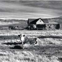 1978 OSU Union Experimental Field Station, Livestock 01