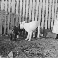 Reuter, Piglet &amp; Dog