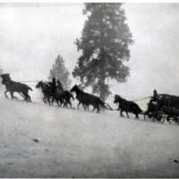 1912 Wyoming, Elk Imports